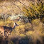 image of whitetail deer in Texas
