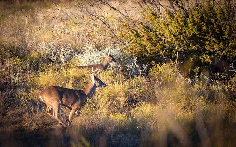 image of whitetail deer in Texas