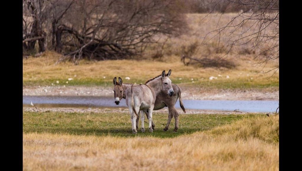 image of ranch in Kinney County, South Texas