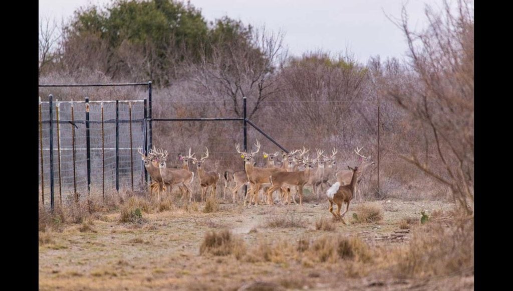 image of ranch in Kinney County, South Texas