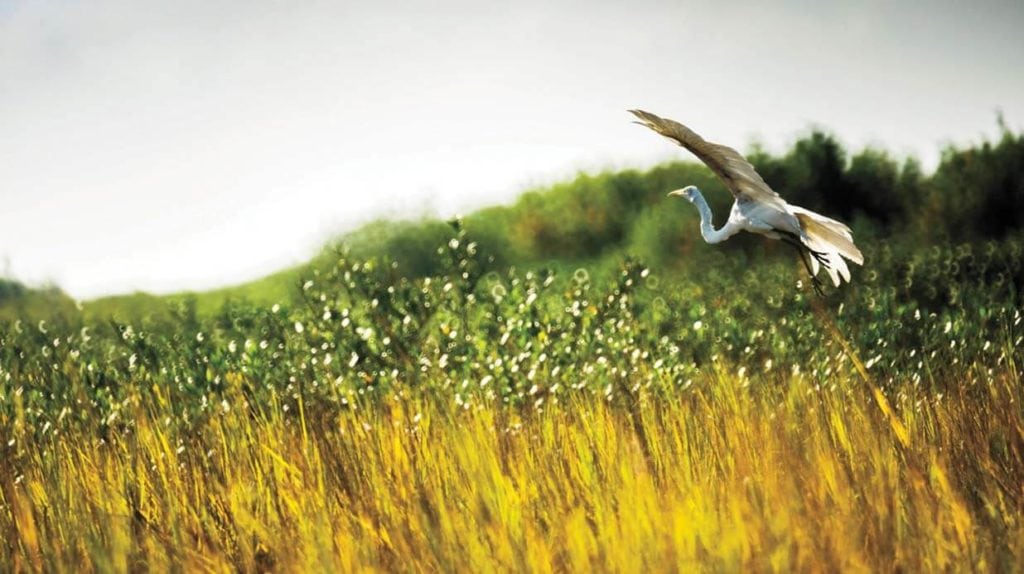 image of crane at Bluffs Landing in Corpus Christi, Texas