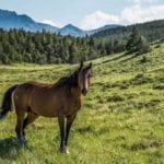image of Deep Canyon Ranch in Teton County, Montan