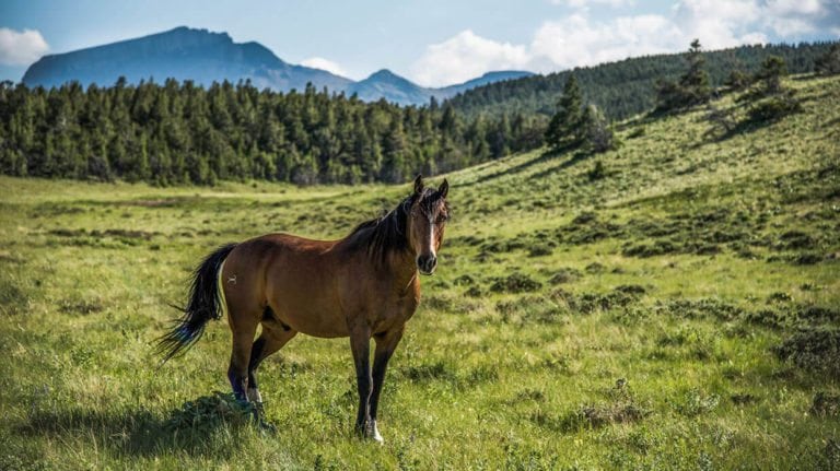 image of Deep Canyon Ranch in Teton County, Montan