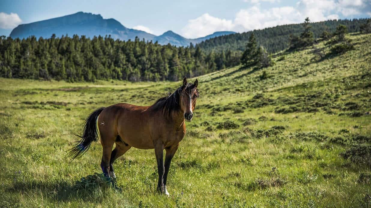 image of Deep Canyon Ranch in Teton County, Montan