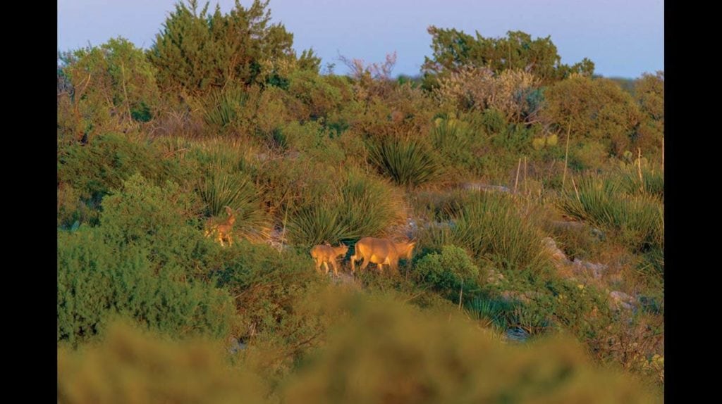 View of Monarch Ranch in Val Verde County, Texas, for sale by Republic Ranches