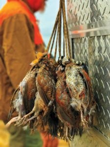 image of quails collected for quail research project