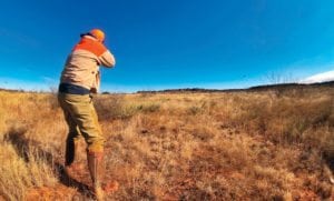 image of Phil Lamb on quail hunt