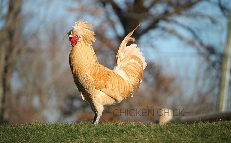 Image of Polish rooster by Kathy Shea Mormino, The Chicken Chick