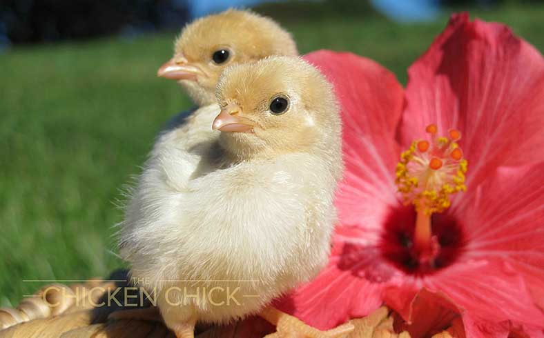 image of Serama chicks by Kathy Shea Mormino, The Chicken Chick