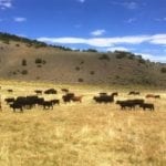 image of Flying M Ranch in Mono County, California