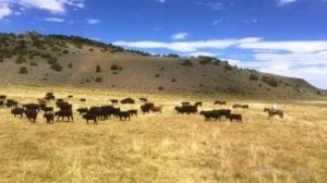 image of Flying M Ranch in Mono County, California