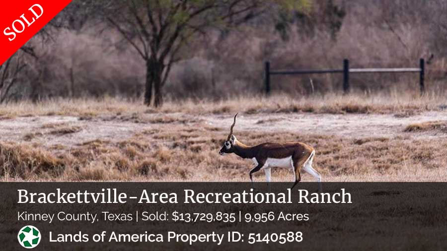 image of antelope on Texas ranch near Bracketville