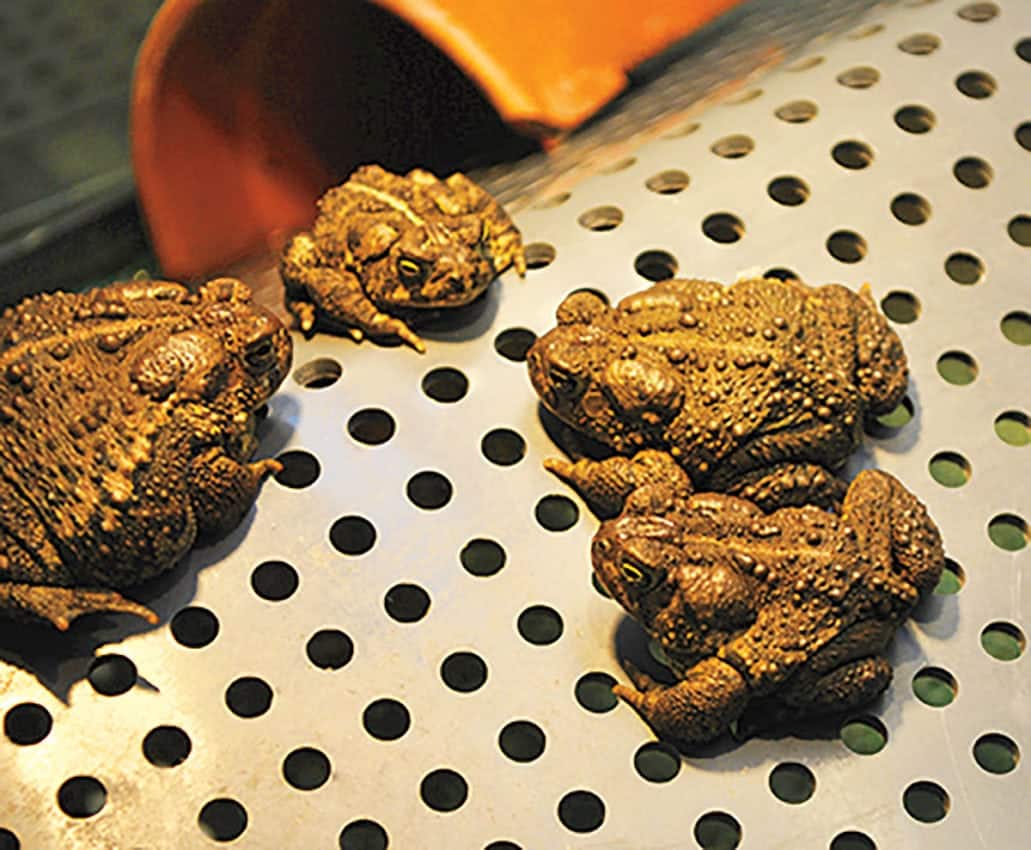 image of Wyoming toads at the National Mississippi River Museum & Aquarium