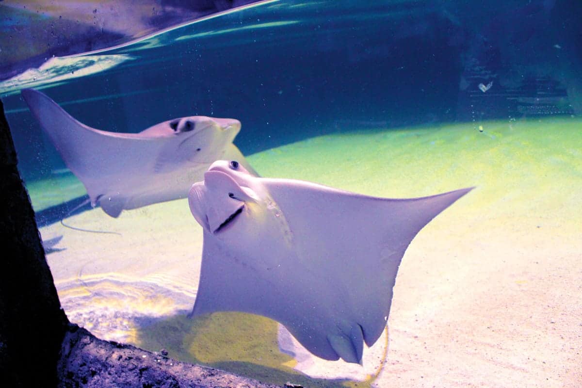 image of stingrays at the National Mississippi River Museum & Aquarium