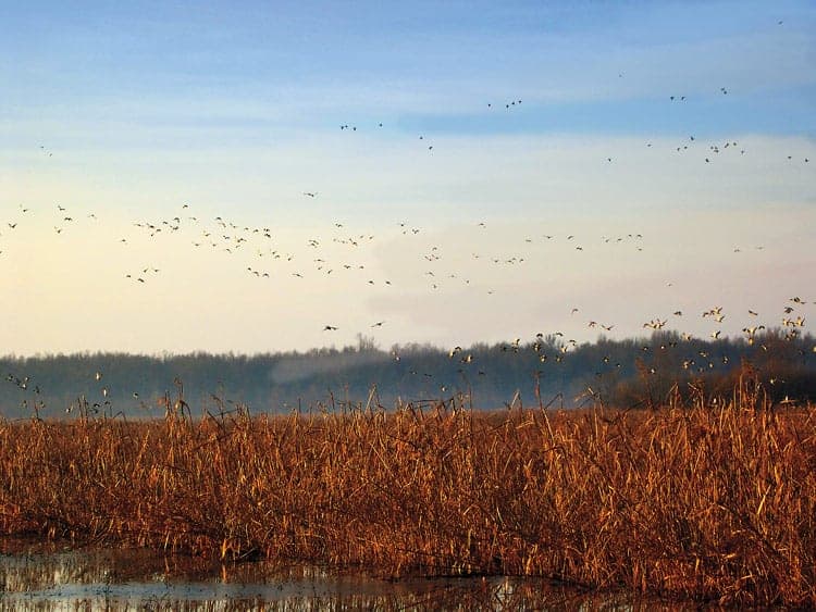 image of geese flying over marshland in Mississippi