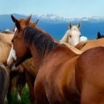 Eatons Dude Ranch