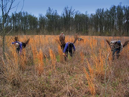 Planting seedlings in the Mississippi Delta