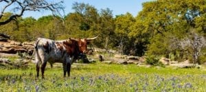 image of Texas longhorn in field of bluebonnets