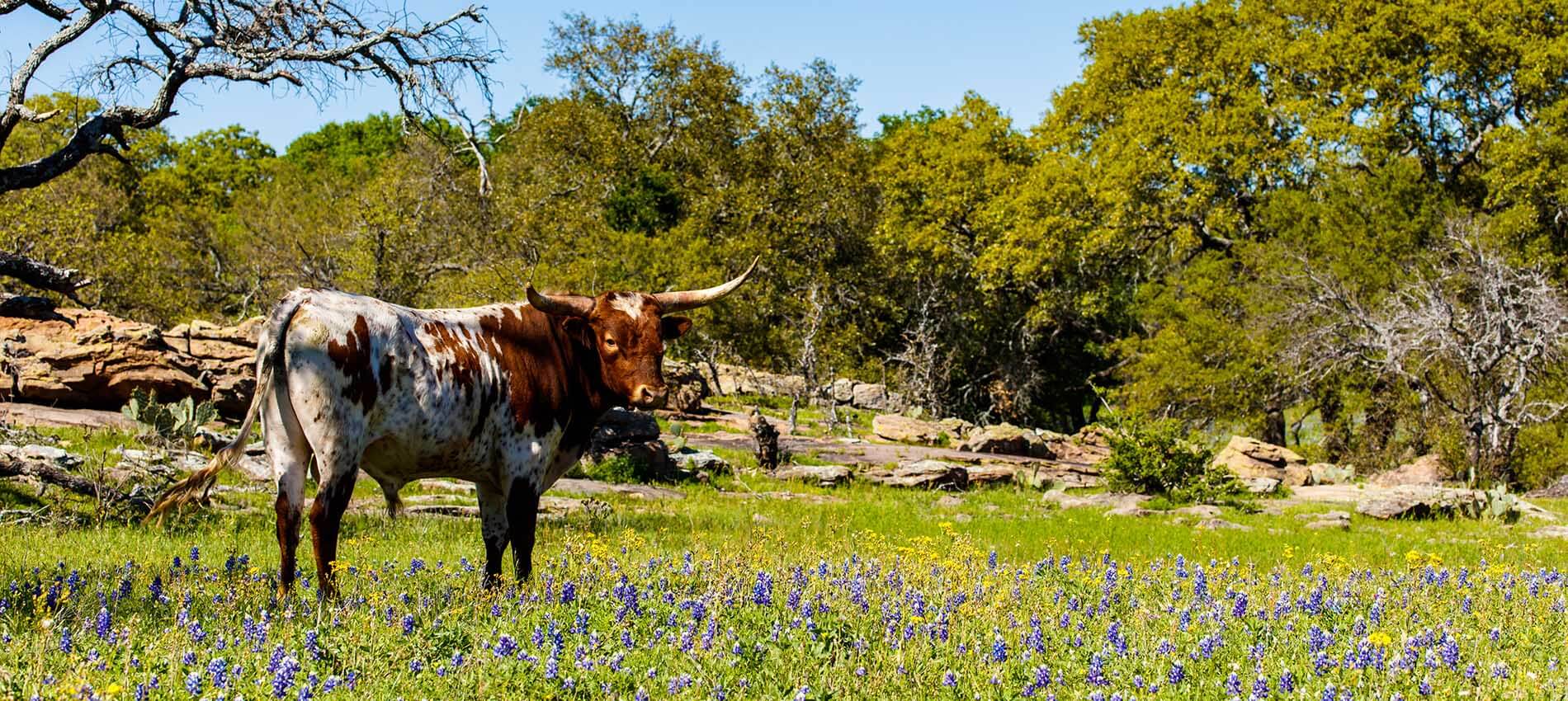 image of Texas longhorn in field of bluebonnets