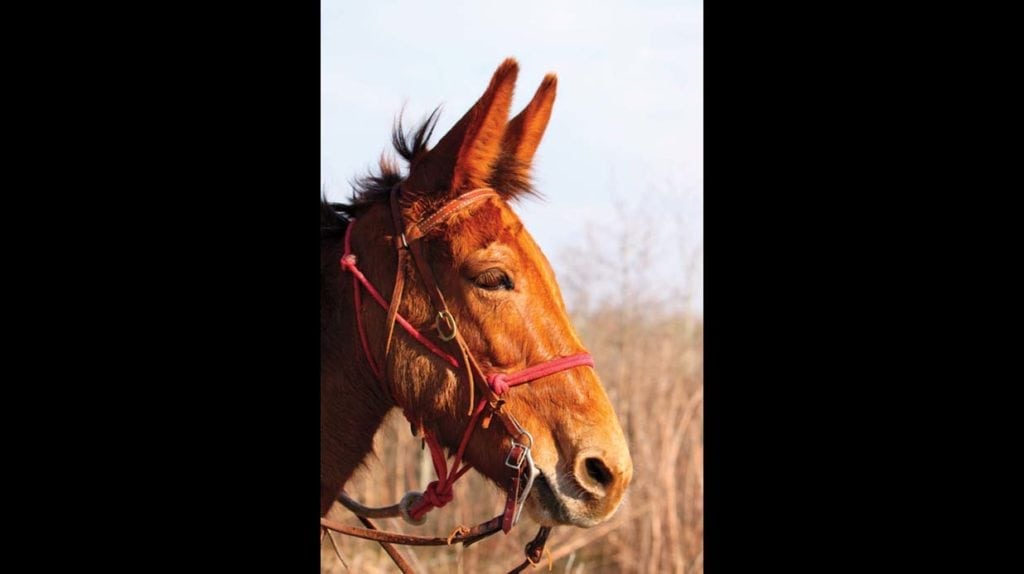 Photograph of horse taken by Melody Golding