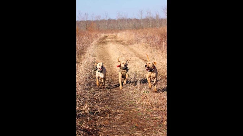 Photograph of hunting dogs taken by Melody Golding