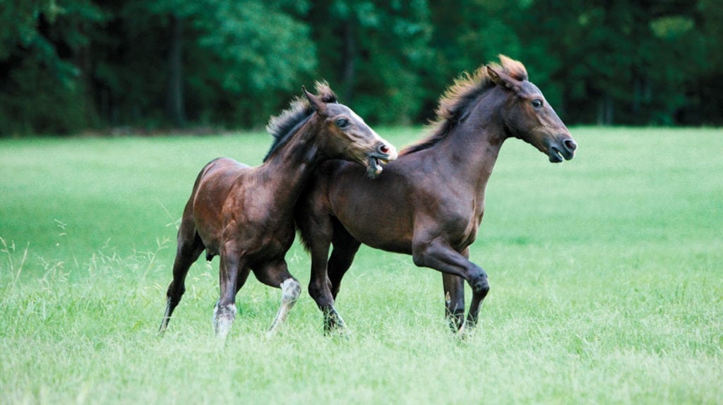 Photograph of horses taken by Melody Golding