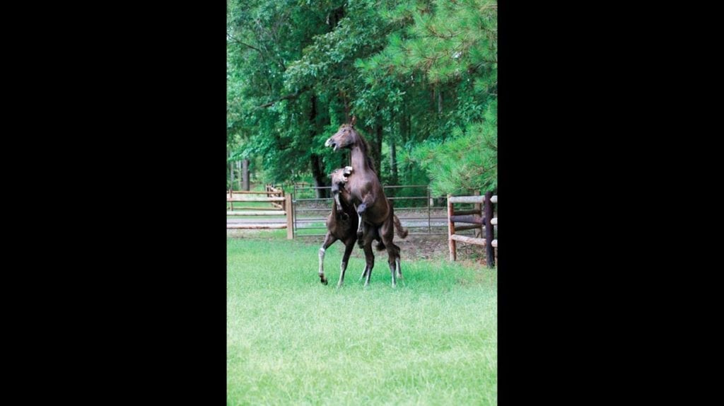 Photograph of horse taken by Melody Golding