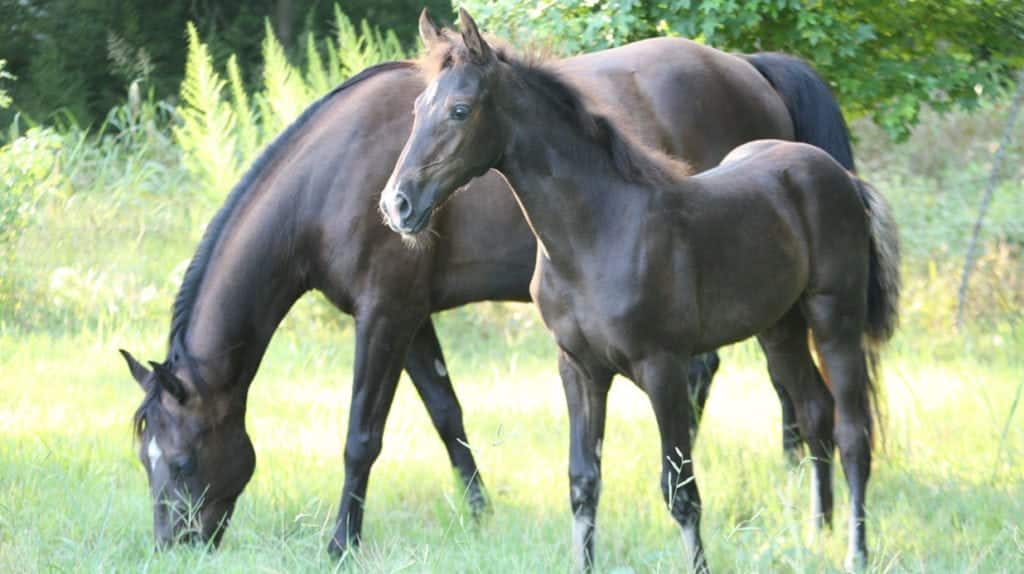 Photograph of horses taken by Melody Golding