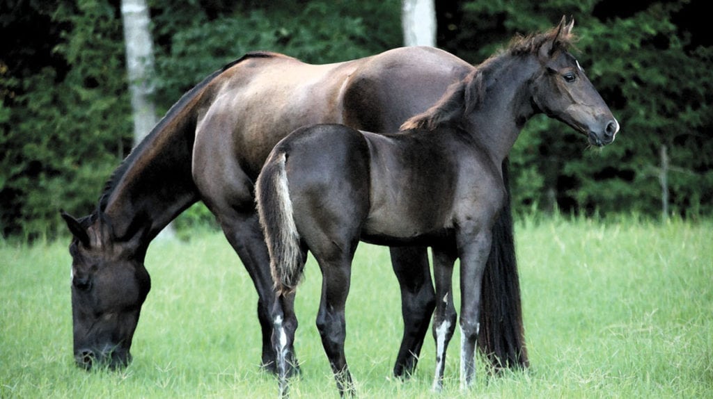 Photograph of horses taken by Melody Golding