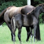 Photograph of horses taken by Melody Golding