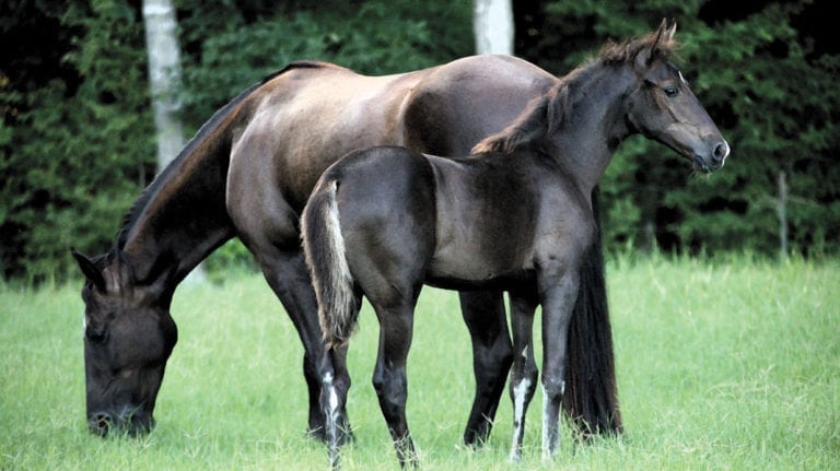 Photograph of horses taken by Melody Golding