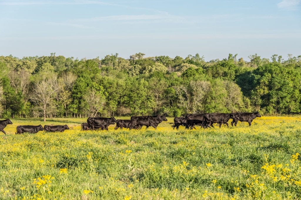 image of Champion Ranch, for sale in Leon County, Texas, by Icon Global