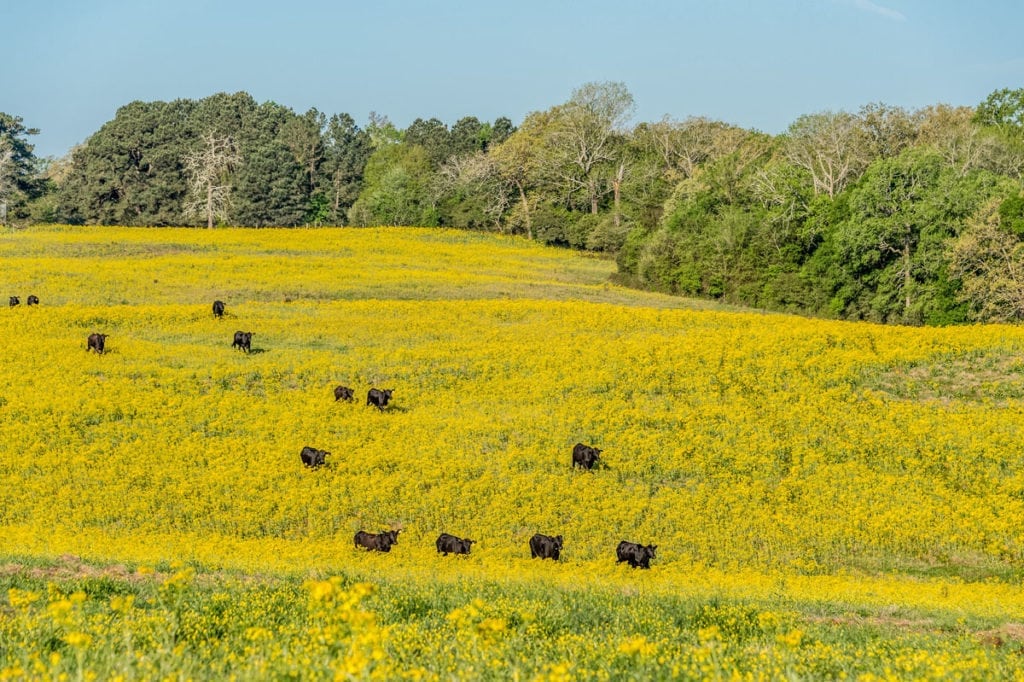 image of Champion Ranch, for sale in Leon County, Texas, by Icon Global