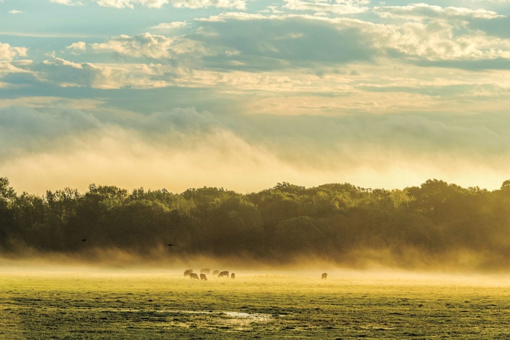 image of Champion Ranch, for sale in Leon County, Texas, by Icon Global