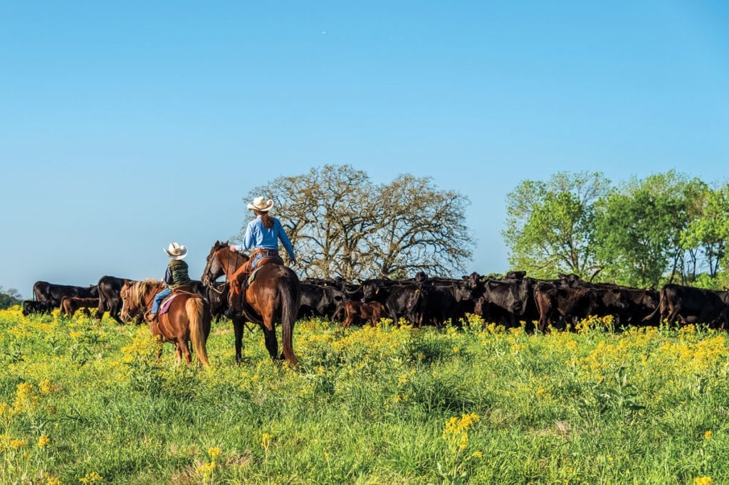 image of Champion Ranch, for sale in Leon County, Texas, by Icon Global