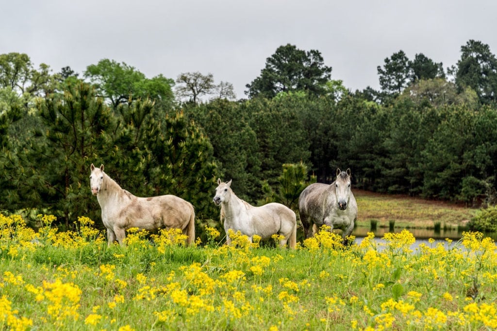 image of Champion Ranch, for sale in Leon County, Texas, by Icon Global