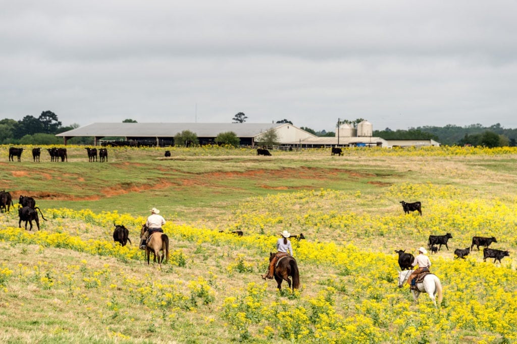 image of Champion Ranch, for sale in Leon County, Texas, by Icon Global