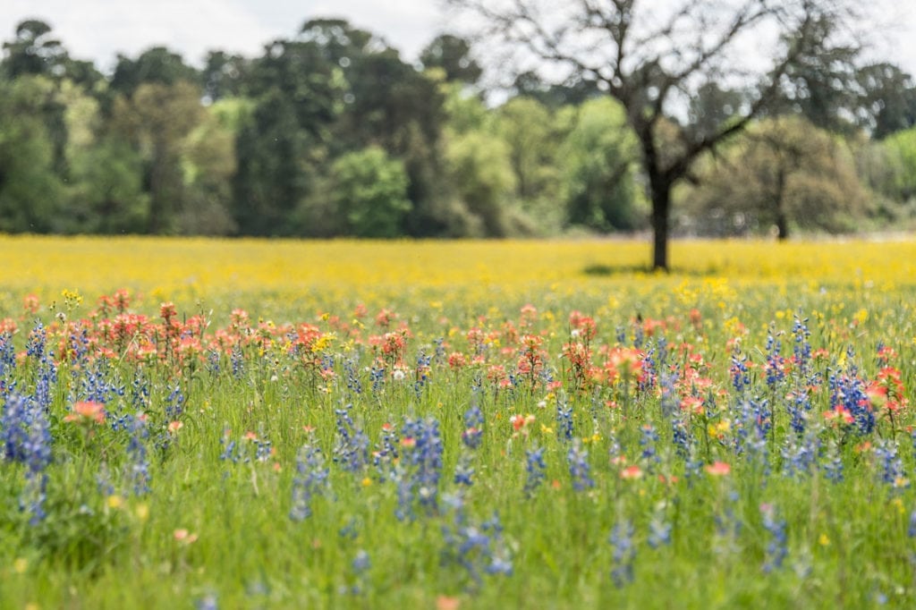 image of Champion Ranch, for sale in Leon County, Texas, by Icon Global