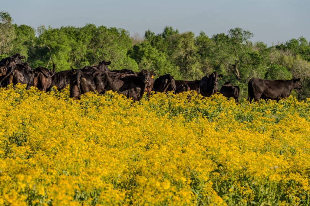 image of Champion Ranch, for sale in Leon County, Texas, by Icon Global