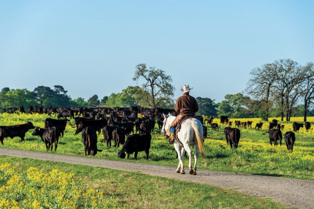 image of Champion Ranch, for sale in Leon County, Texas, by Icon Global