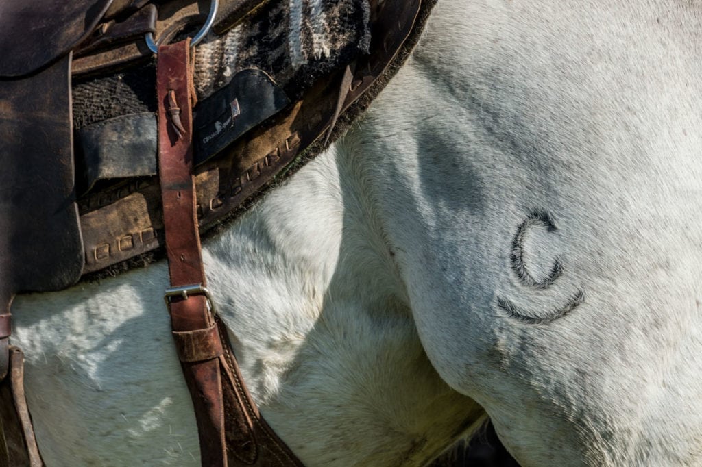 image of Champion Ranch, for sale in Leon County, Texas, by Icon Global