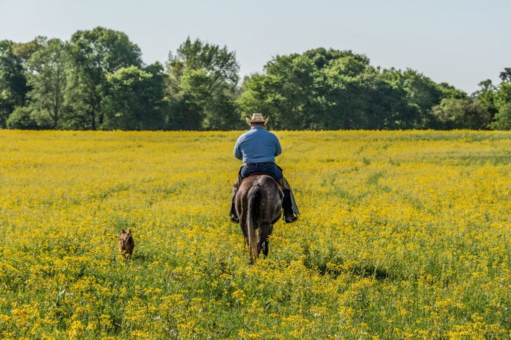 image of Champion Ranch, for sale in Leon County, Texas, by Icon Global