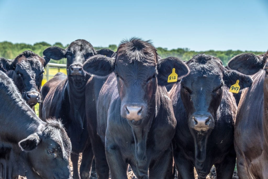 image of Champion Ranch, for sale in Leon County, Texas, by Icon Global