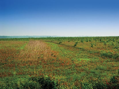 View of timberland in Mississippi