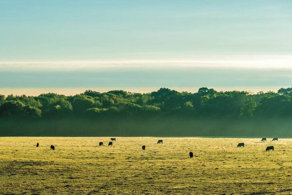 image of Champion Ranch, for sale in Leon County, Texas, by Icon Global