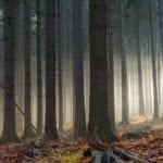 view of forest at sunrise