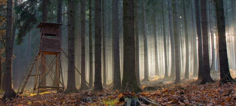 view of forest at sunrise