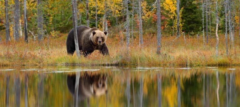 bear in forest