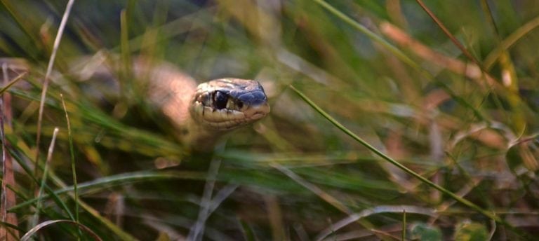 garter snake in grass