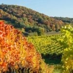 image of vineyard